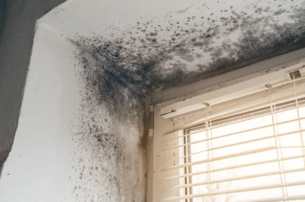 Trusted Mold Inspection service in Manville, NJ - Cheap Mold Removal